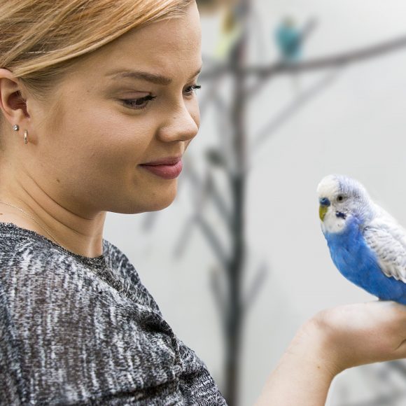 Nainen pitää sinivalkeaa lintua kädessä.