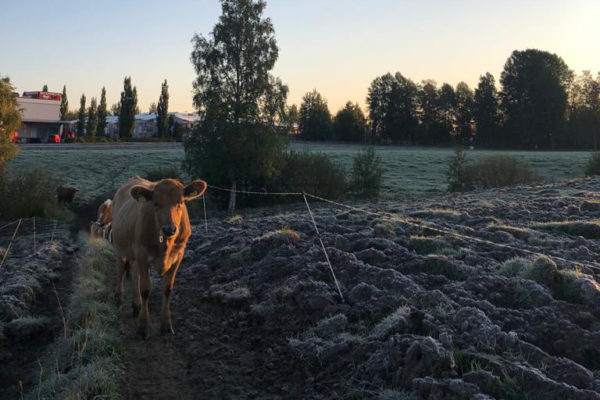 Lehmät jonossa pellolla.