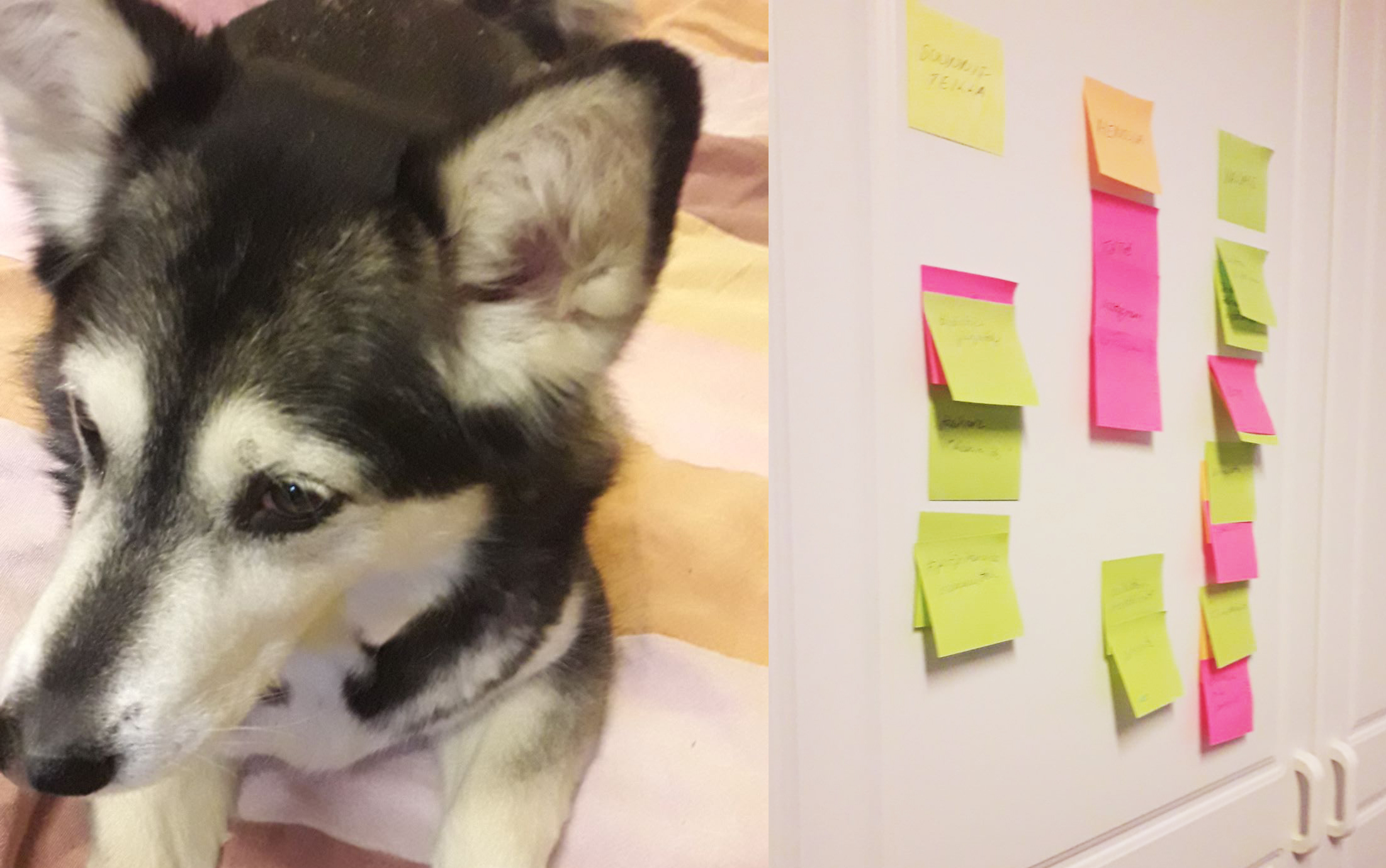 Makaava koira ja seinällä post-it lappuja.