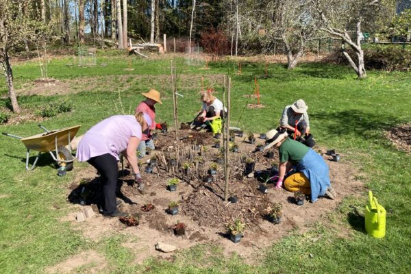 Kurssilaiset istuttavat monivuotisia vihanneksia AhlmanEdun syötävään metsäpuutarhaan Kuva: Joel Rosenberg.