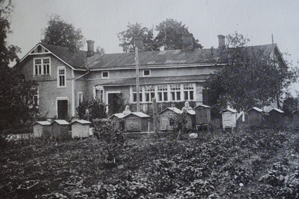 Historiallinen kuva Ahlmanin emäntäkoulun opiskelijoista tarhaamassa mehiläisiä.