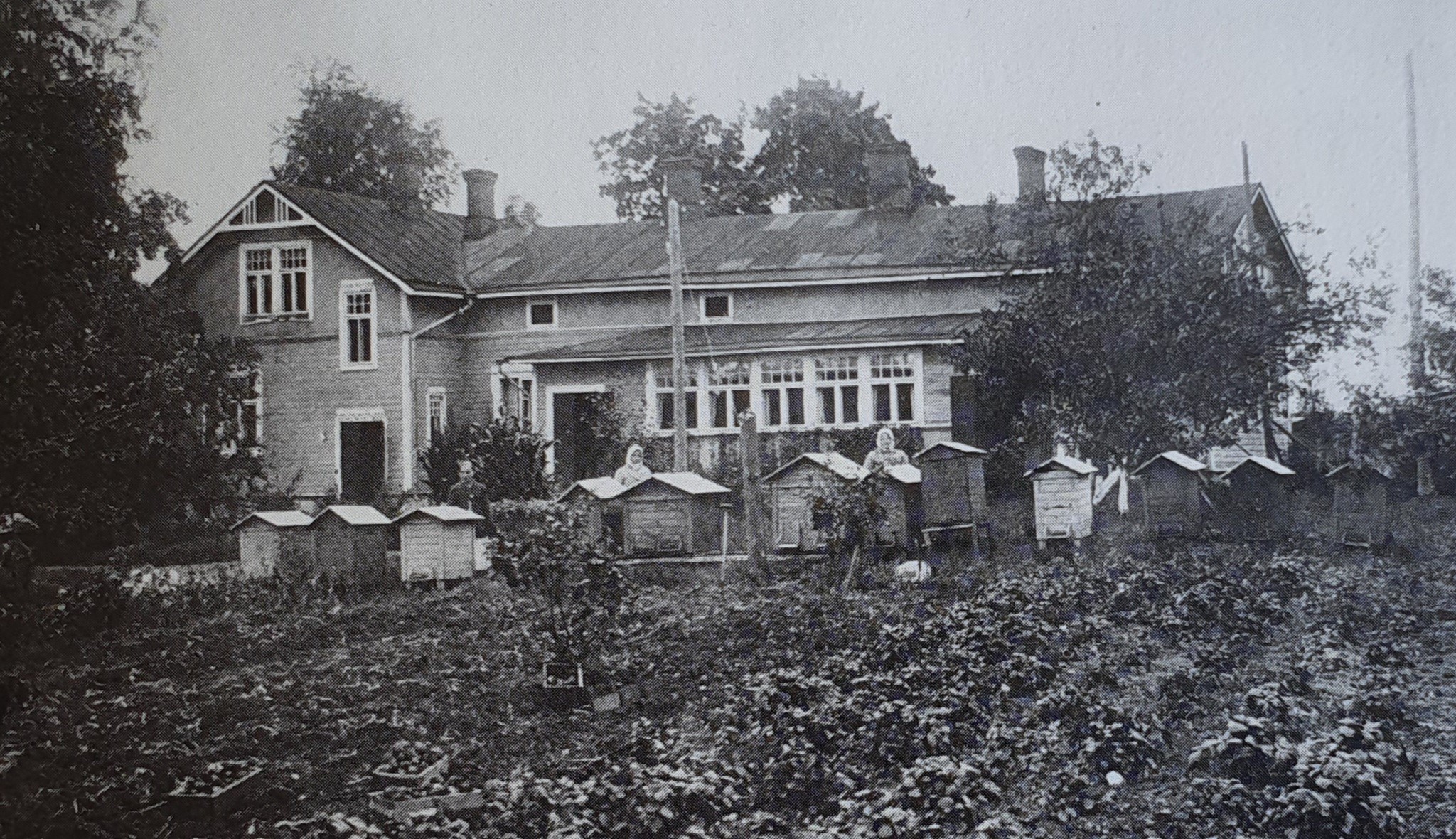 Historiallinen kuva Ahlmanin emäntäkoulun opiskelijoista tarhaamassa mehiläisiä.