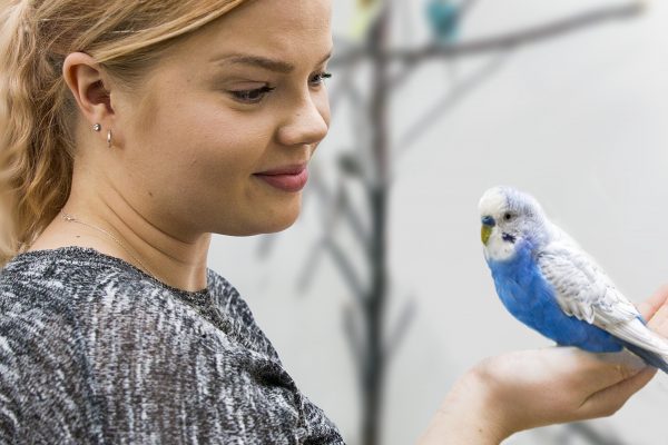 Nainen pitää sinivalkeaa lintua kädessä.