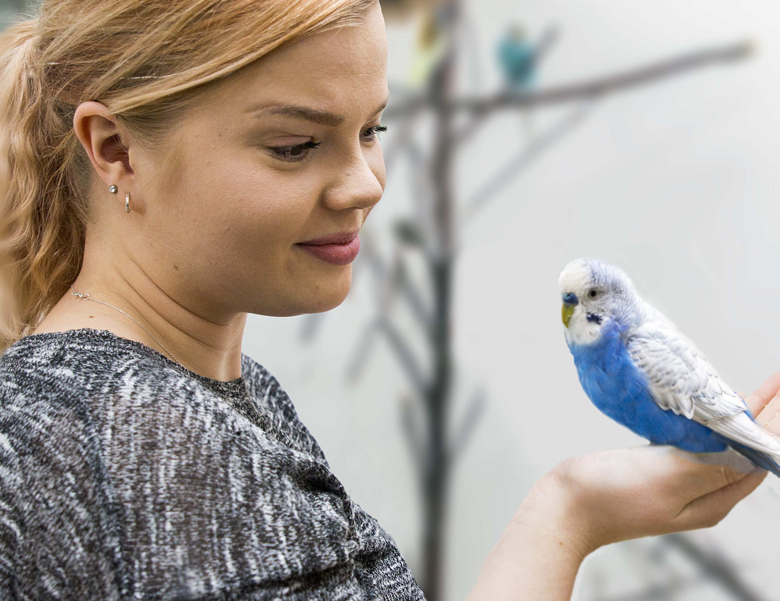 Nainen pitää sinivalkeaa lintua kädessä.