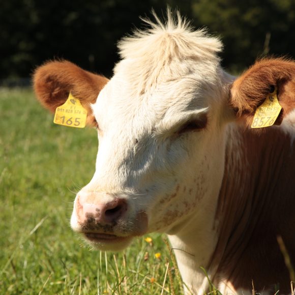 Kasvokuva valkoruskeasta lehmästä pellolla.