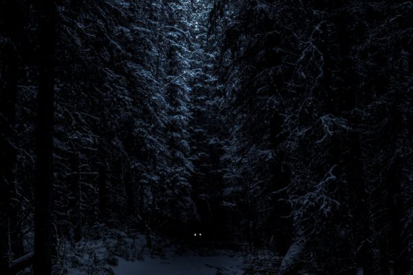 Pimeä metsä, jossa näkyy kiiluvat silmät.